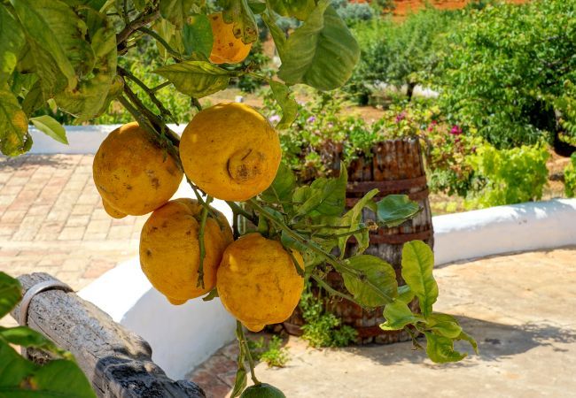 Villa à Albufeira - Villa Monte da Madrinha Villa à Albufeira - Villa Monte da Madrinha