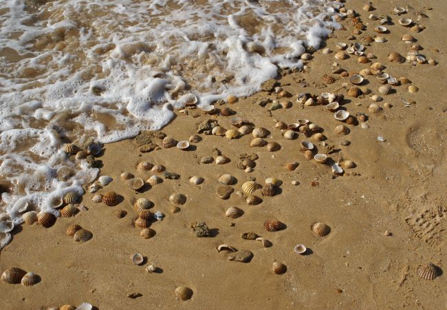 Villa in Albufeira - Villa Coelha Villa in Albufeira - Villa Coelha