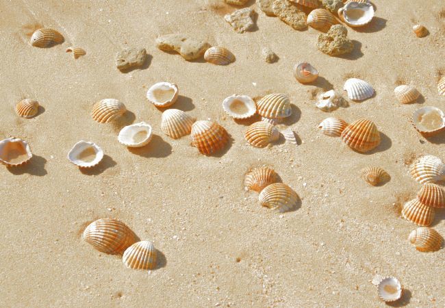 Villa in Albufeira - Villa Coelha Villa in Albufeira - Villa Coelha